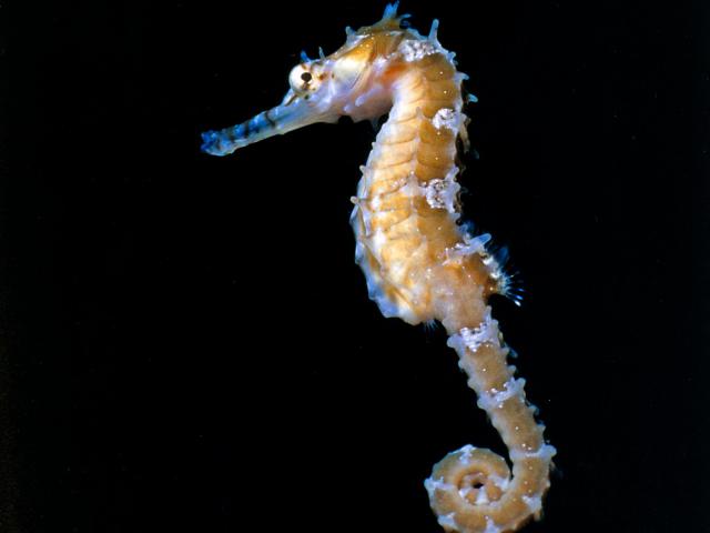 ocean-life-334