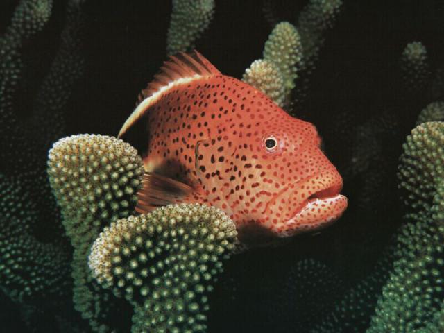 ocean-life-337