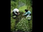 ng4_232