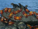 ocean-life-338