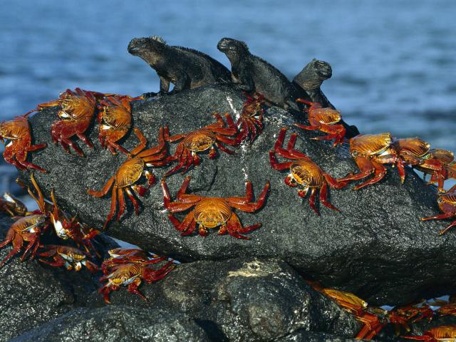 ocean-life-338