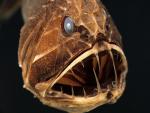 ocean-life-339