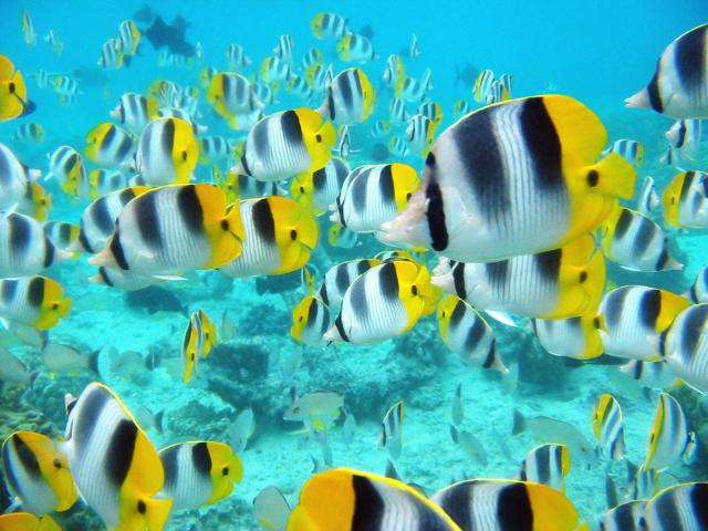 ocean-life-341