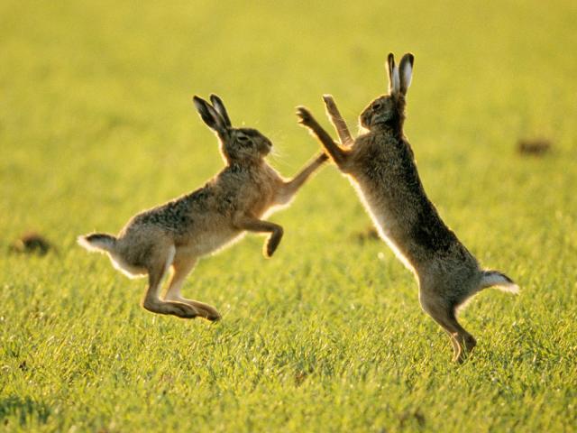 Sparring_Hares