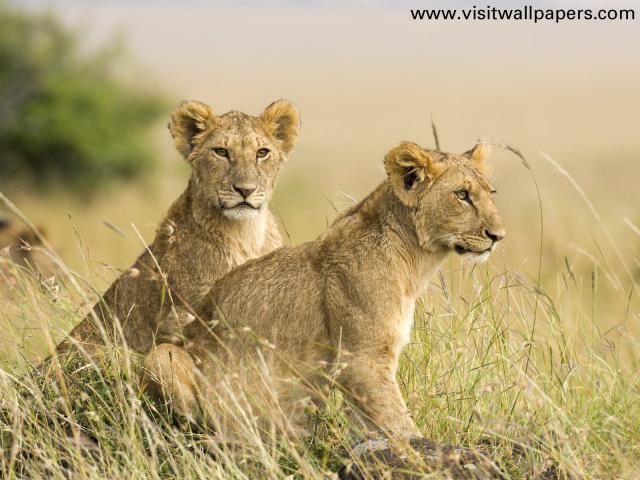 Animals_053
