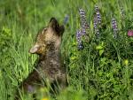 Wolf_Cub