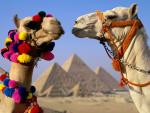Camel_At_Pyramid