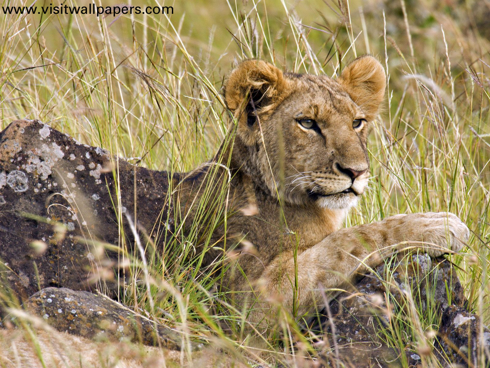 Animals_058