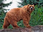 Kodiak_Bear
