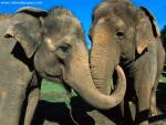 Asian_Elephants