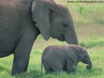 Animals_060