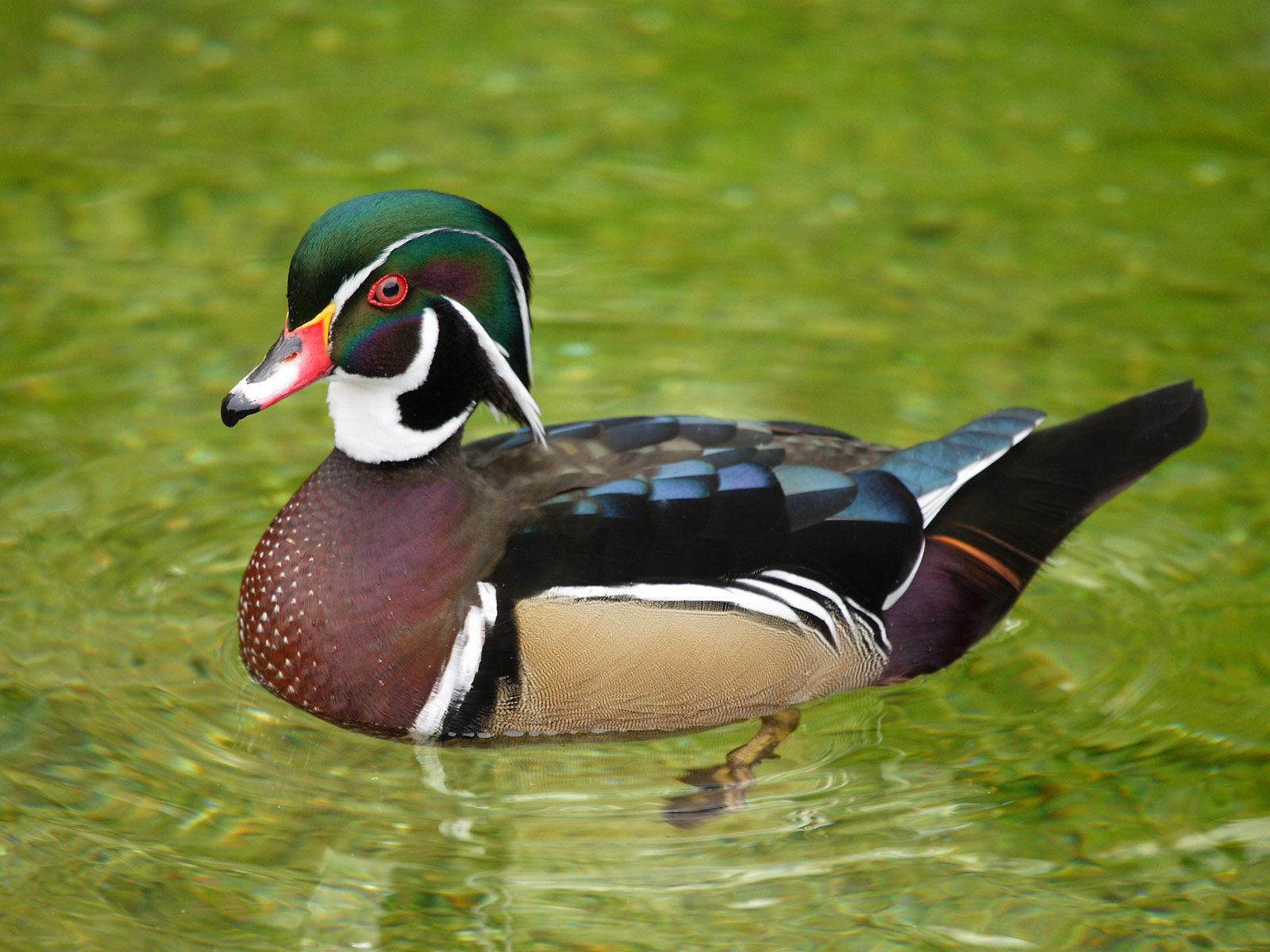 Wood_Duck