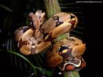 Animals_065