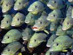 Animals_066