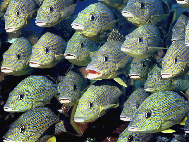 Animals_066