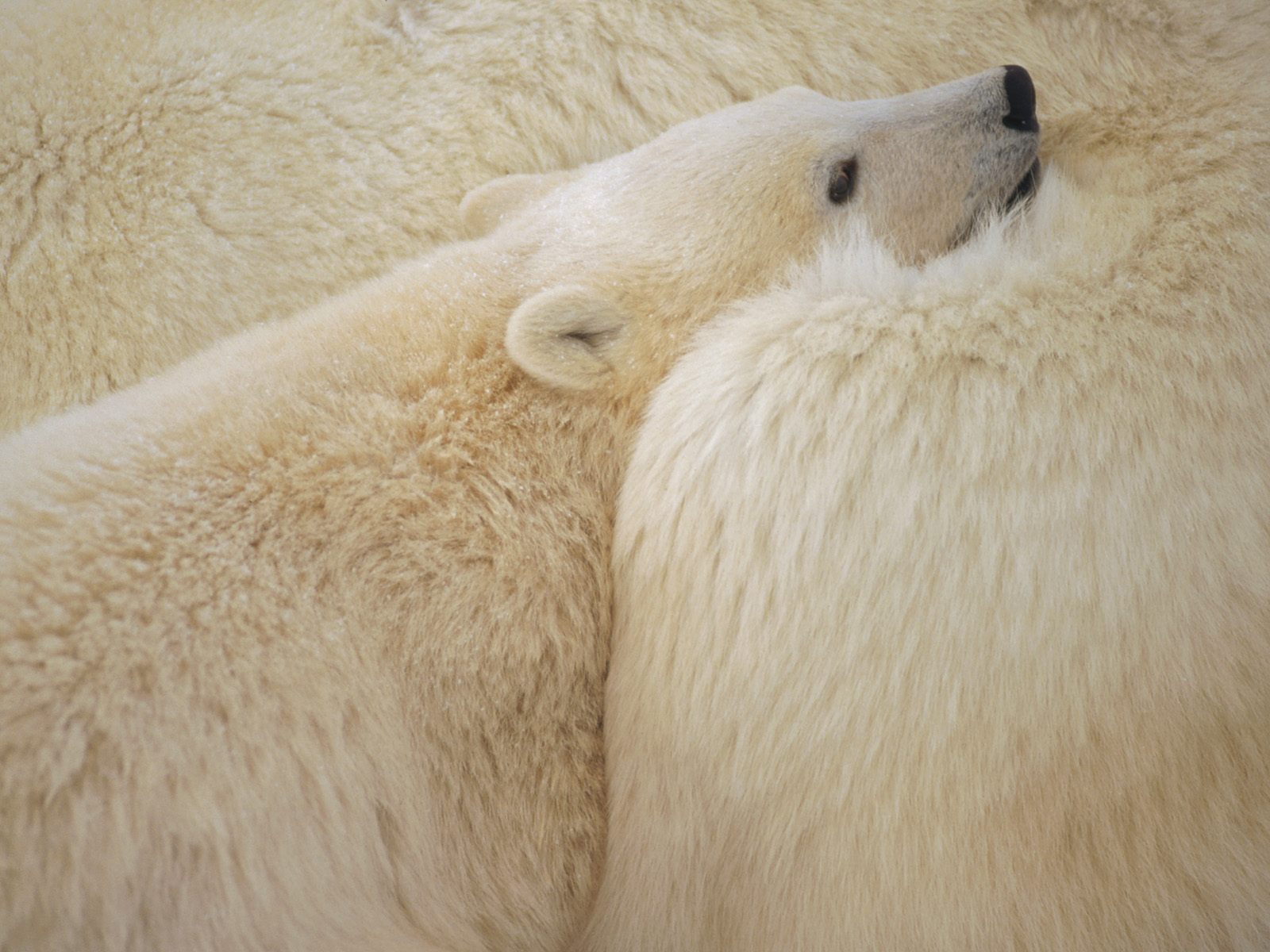 Snuggle_Time
