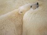 Snuggle_Time