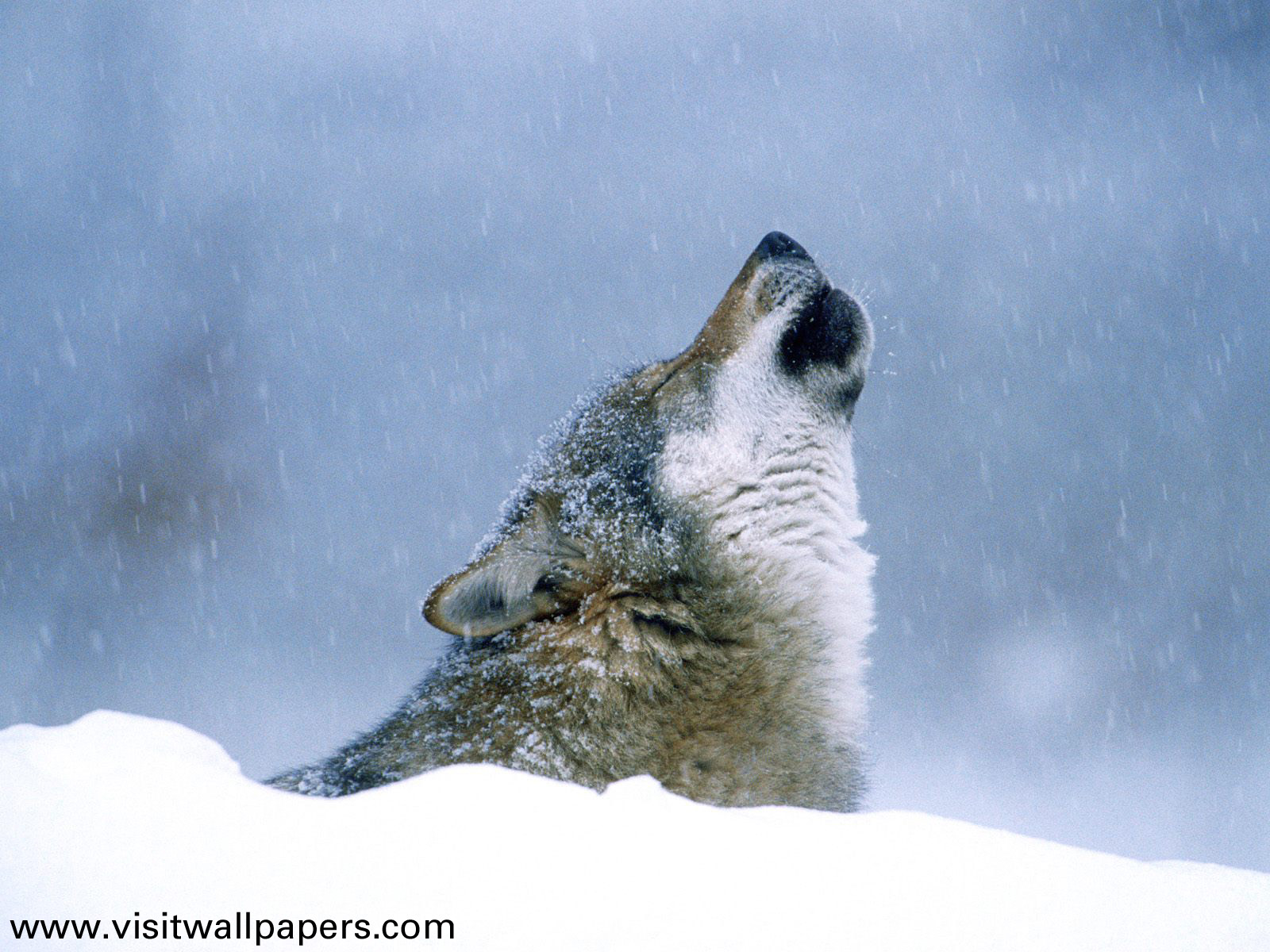 Winter_Howl