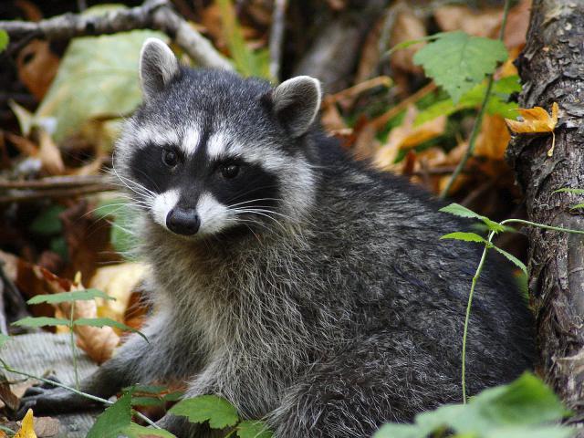 Young_Raccoon