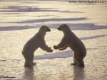 Animals_069