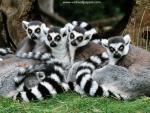 Animals_070