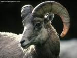 Animals_081