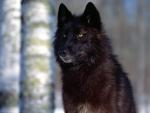 Animals_082