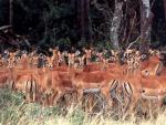 Animals_083