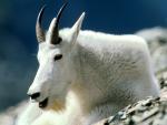 Animals_084