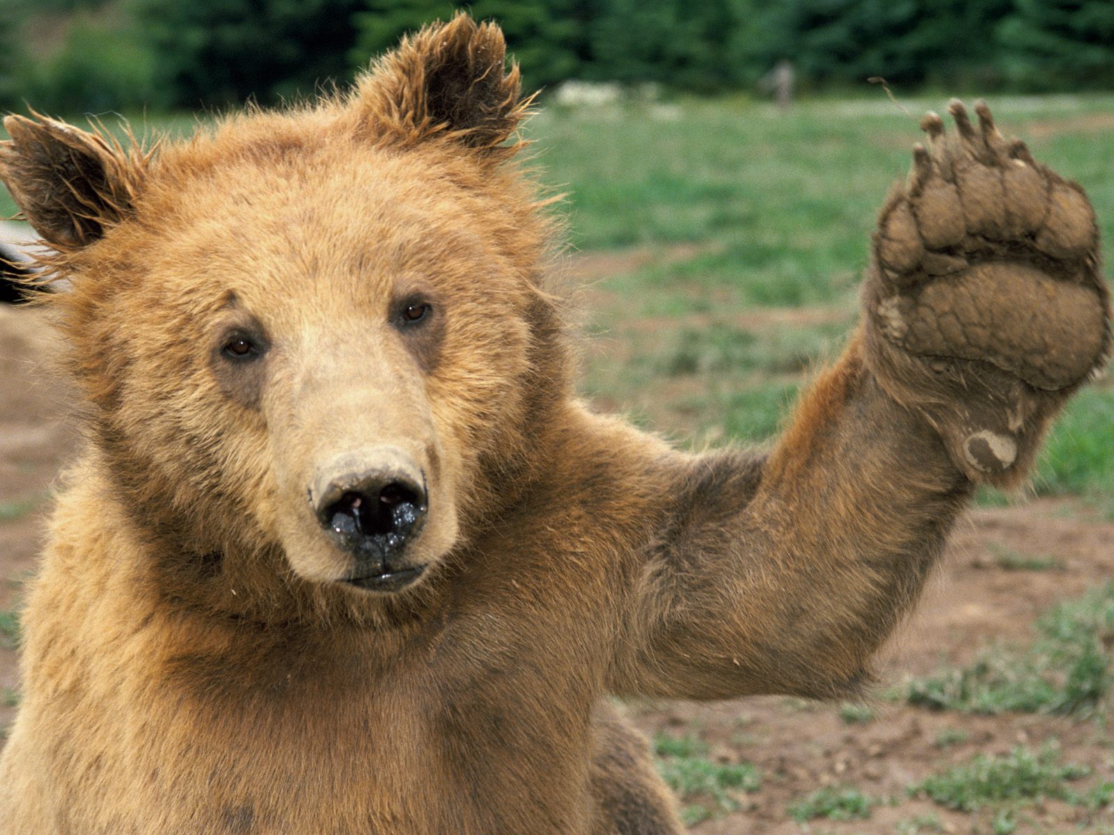 Animals_085