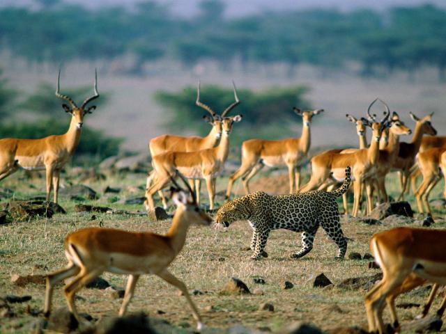 Animals_086