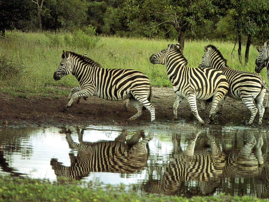 Animals_087