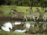Animals_087