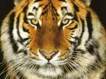 Animals_093