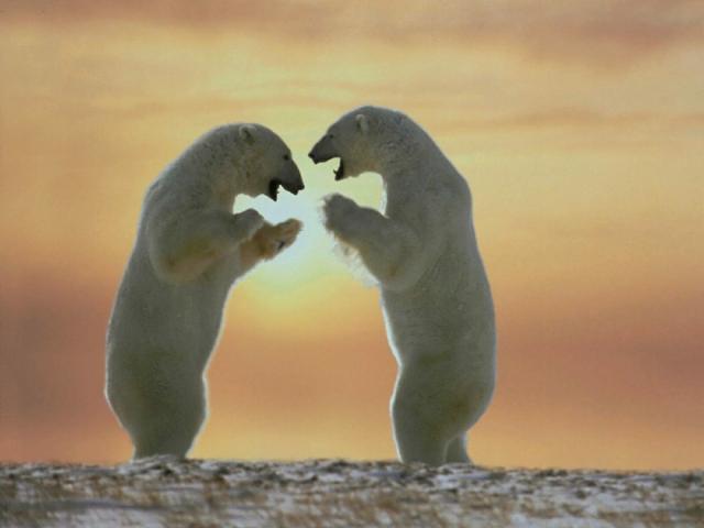 Animals_095
