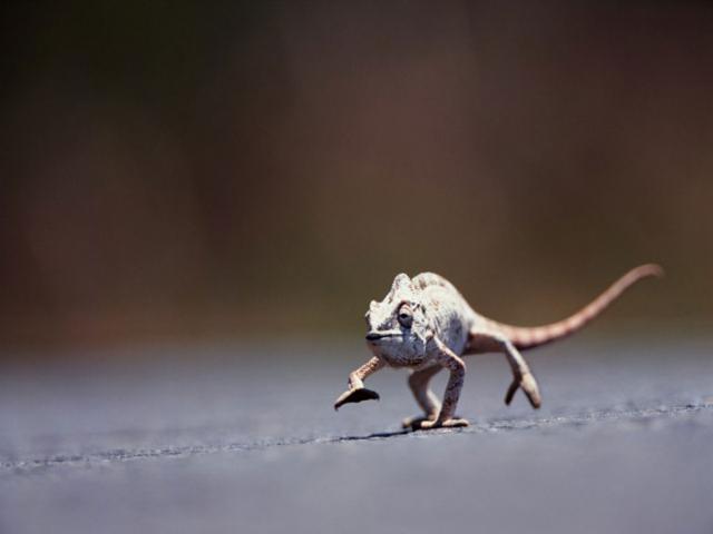 Animals_096