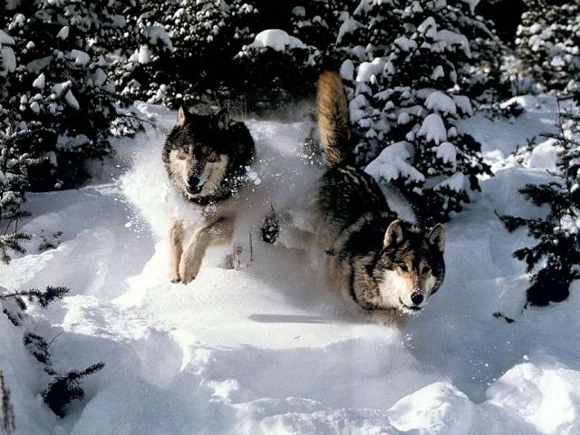 Animals_097