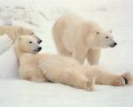 Animals_099