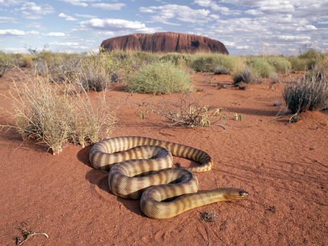 Animals_104