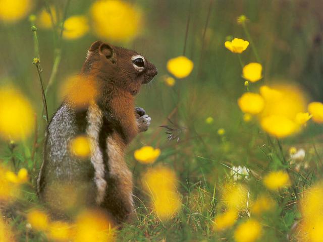 Animals_108