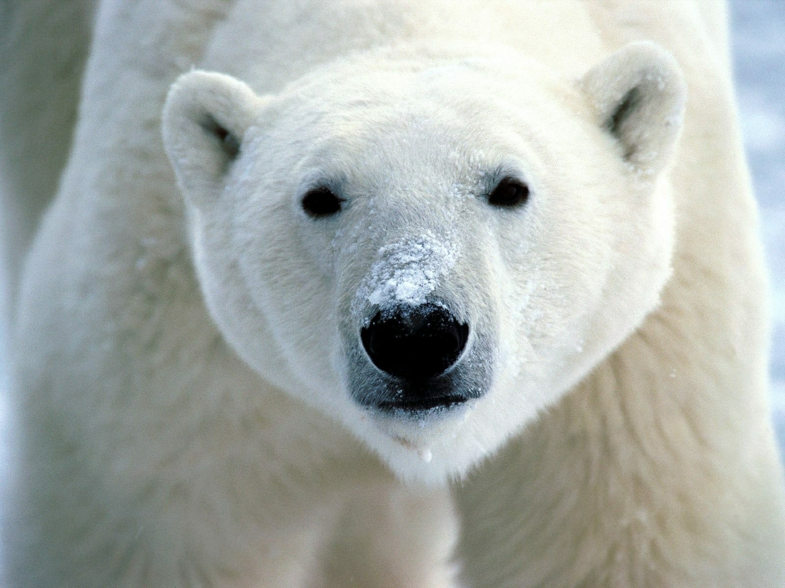 Animals_109