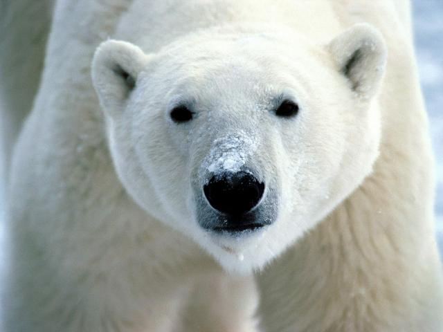 Animals_109