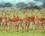 Animals_110