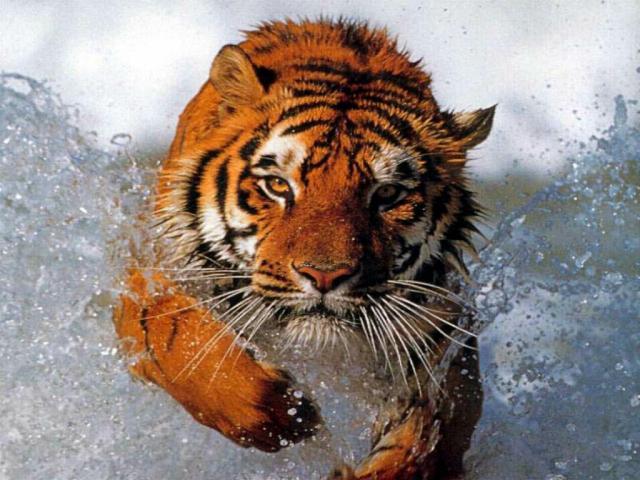 Tiger_11