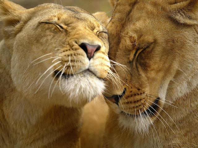 Loving_Lions