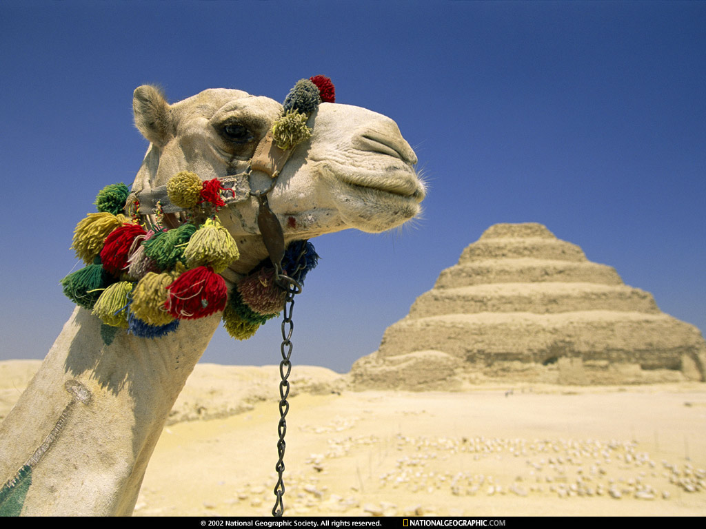 Animals_120