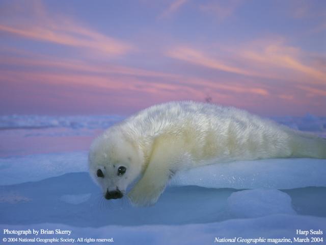 Animals_125