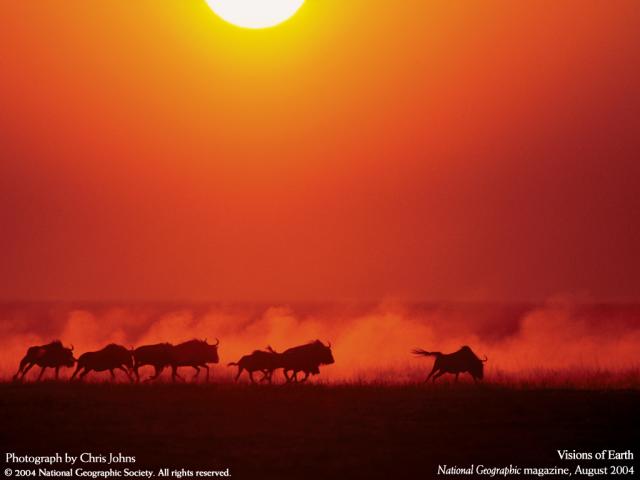 Animals_130