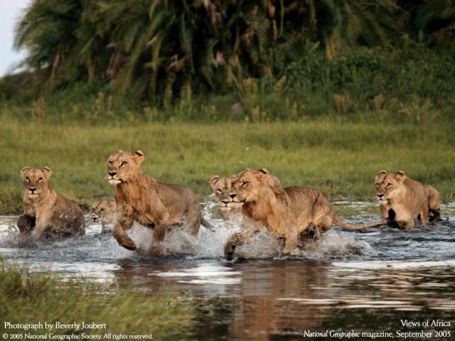 Animals_133