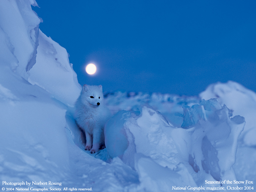 Animals_127